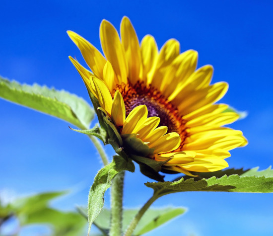 Sonnenblume - Sonnenenergie nutzen